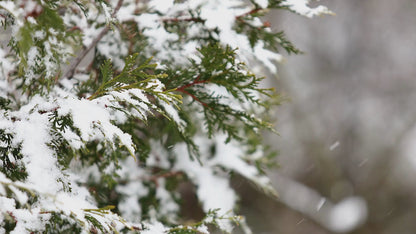 Alpine Evergreen